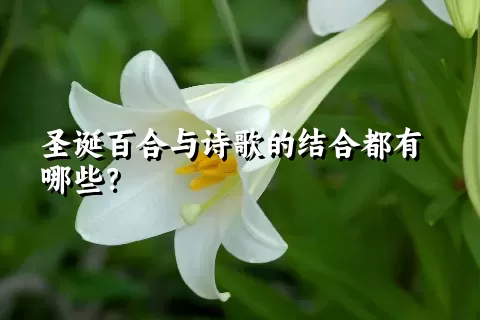 圣诞百合与诗歌的结合都有哪些？