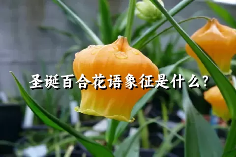 圣诞百合花语象征是什么？