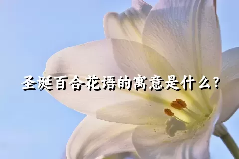 圣诞百合花语的寓意是什么？