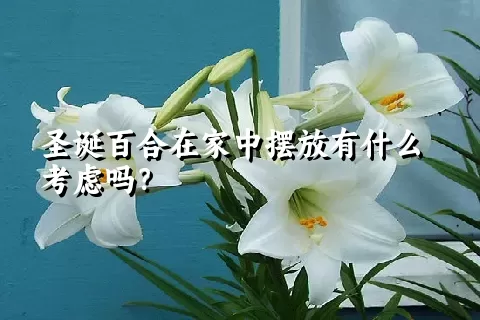 圣诞百合在家中摆放有什么考虑吗？