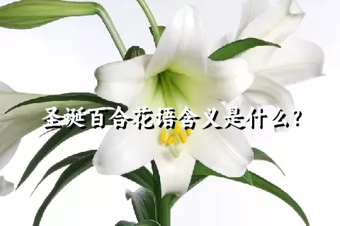 圣诞百合花语含义是什么？