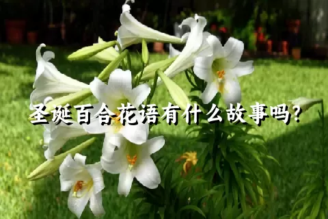 圣诞百合花语有什么故事吗？