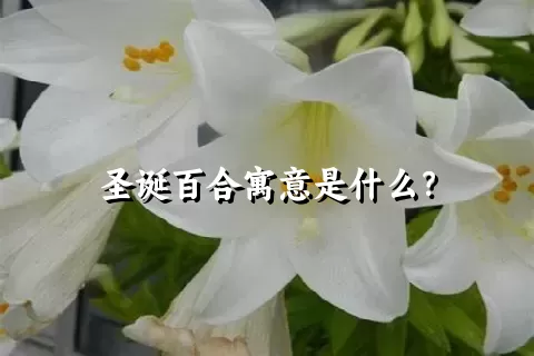 圣诞百合寓意是什么？