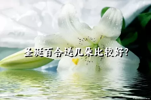 圣诞百合送几朵比较好？