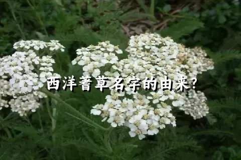 西洋蓍草名字的由来？