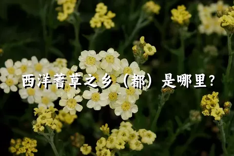 西洋蓍草之乡（都）是哪里？