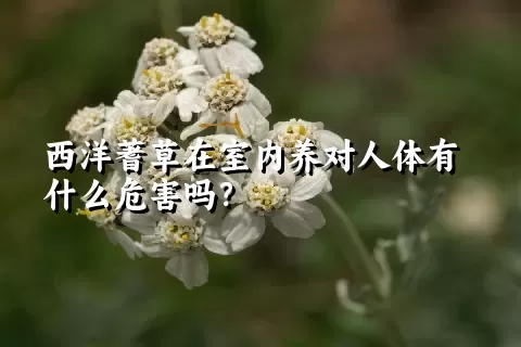 西洋蓍草在室内养对人体有什么危害吗？