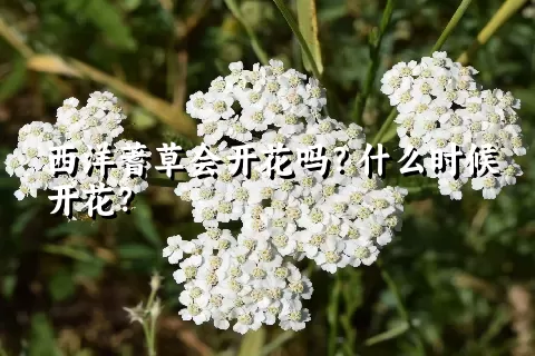 西洋蓍草会开花吗？什么时候开花？