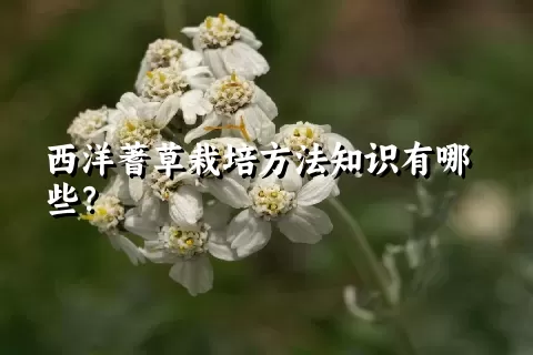 西洋蓍草栽培方法知识有哪些？