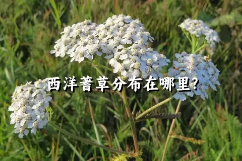 西洋蓍草分布在哪里?