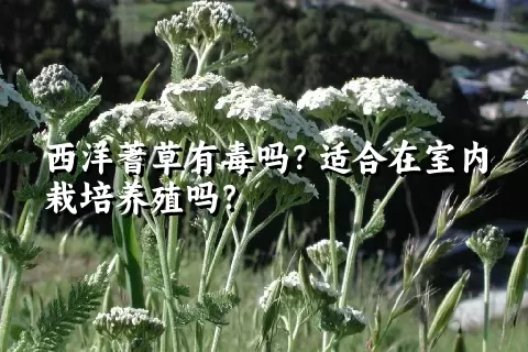 西洋蓍草有毒吗？适合在室内栽培养殖吗？