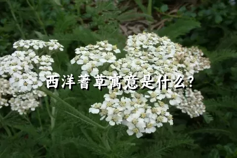 西洋蓍草寓意是什么？