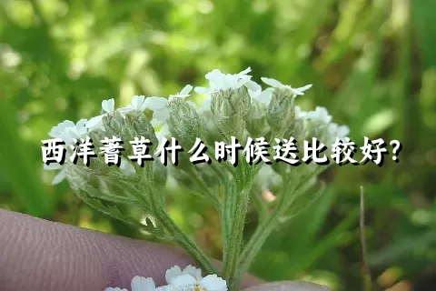 西洋蓍草什么时候送比较好？