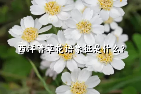 西洋蓍草花语象征是什么？