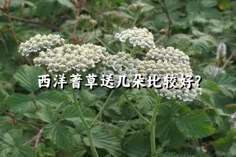 西洋蓍草送几朵比较好？