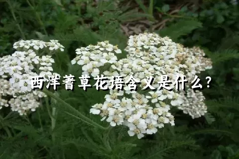 西洋蓍草花语含义是什么？