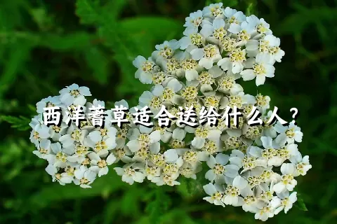 西洋蓍草适合送给什么人？