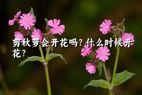 剪秋萝会开花吗？什么时候开花？