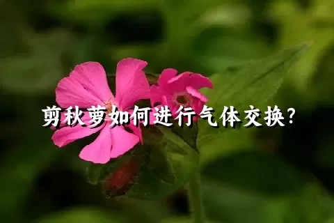 剪秋萝如何进行气体交换？