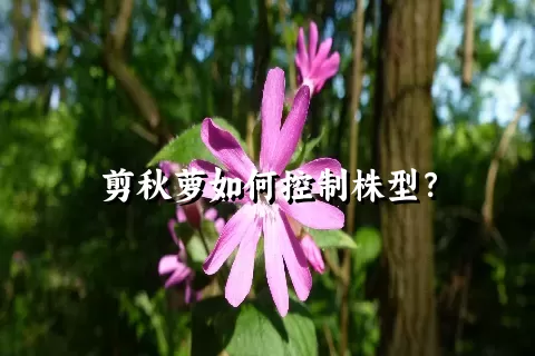 剪秋萝如何控制株型？