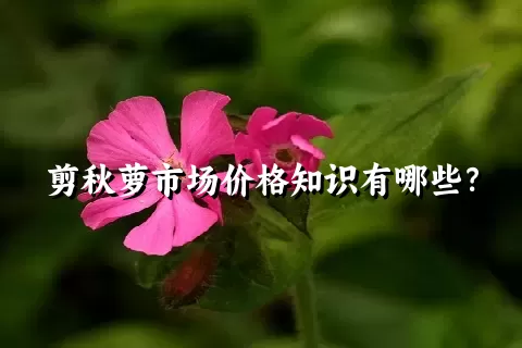 剪秋萝市场价格知识有哪些？