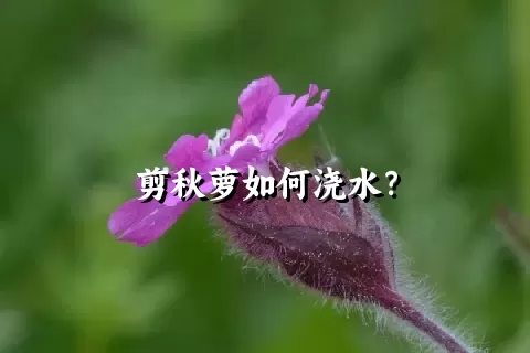 剪秋萝如何浇水？