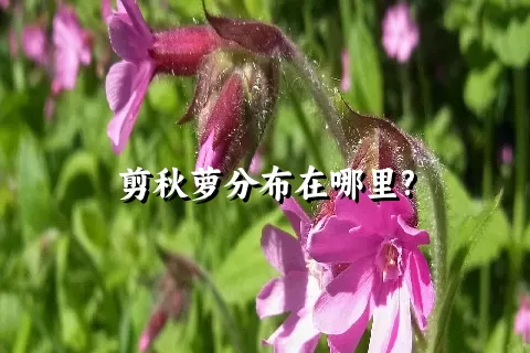 剪秋萝分布在哪里?