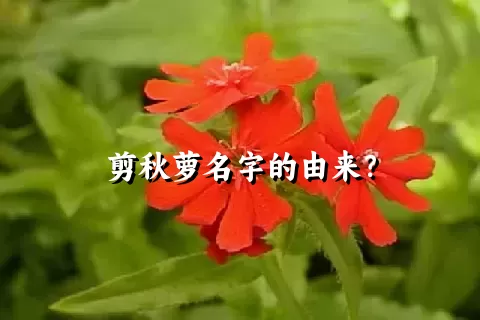 剪秋萝名字的由来？