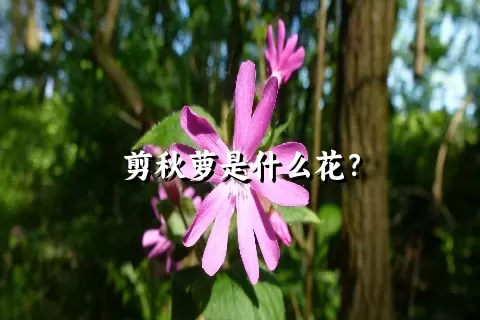 剪秋萝是什么花？