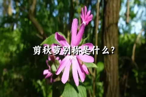 剪秋萝别称是什么？