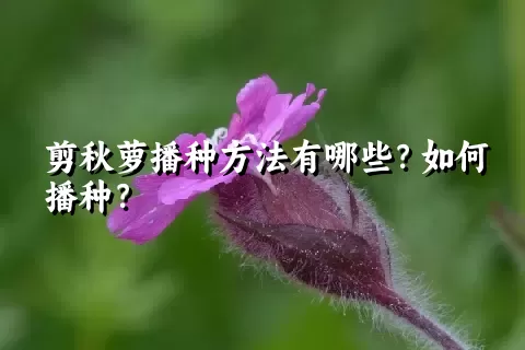 剪秋萝播种方法有哪些？如何播种？