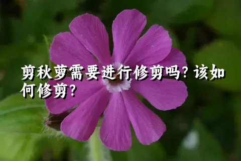 剪秋萝需要进行修剪吗？该如何修剪？