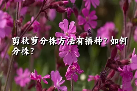 剪秋萝分株方法有播种？如何分株？