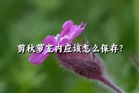 剪秋萝室内应该怎么保存？