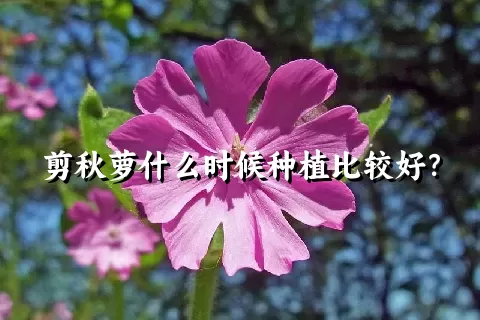 剪秋萝什么时候种植比较好？