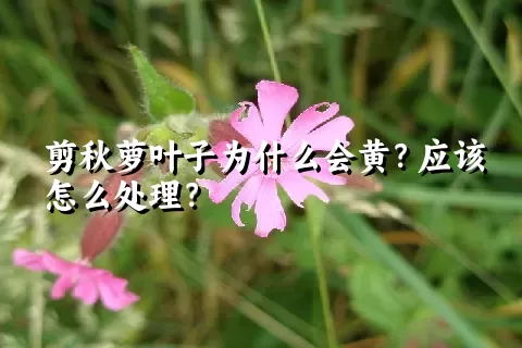 剪秋萝叶子为什么会黄？应该怎么处理？