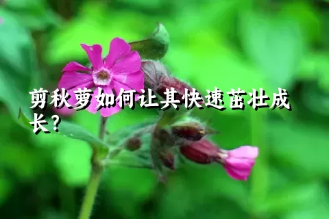 剪秋萝如何让其快速茁壮成长？