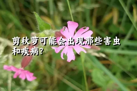 剪秋萝可能会出现那些害虫和疾病？