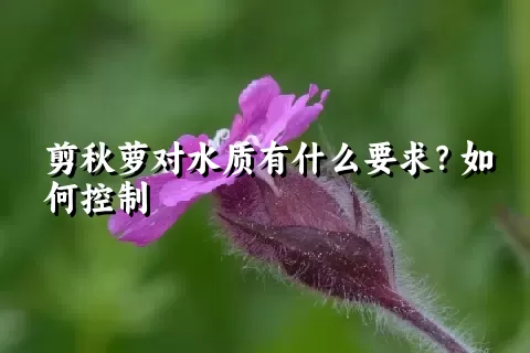 剪秋萝对水质有什么要求？如何控制