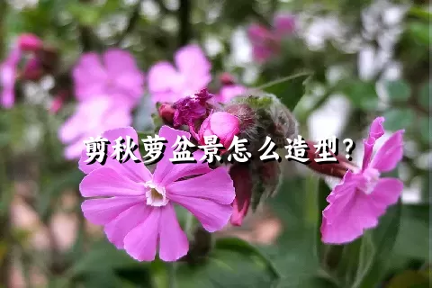 剪秋萝盆景怎么造型？