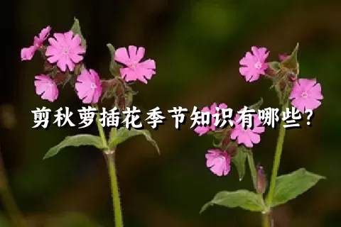 剪秋萝插花季节知识有哪些？