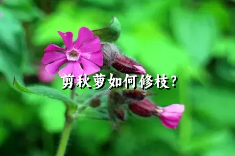 剪秋萝如何修枝？