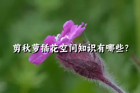 剪秋萝插花空间知识有哪些？