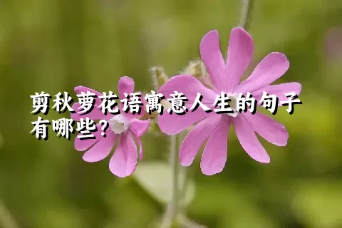 剪秋萝花语寓意人生的句子有哪些？