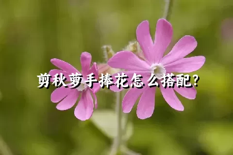 剪秋萝手捧花怎么搭配？