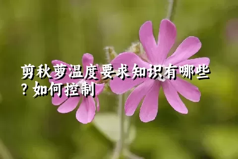 剪秋萝温度要求知识有哪些？如何控制