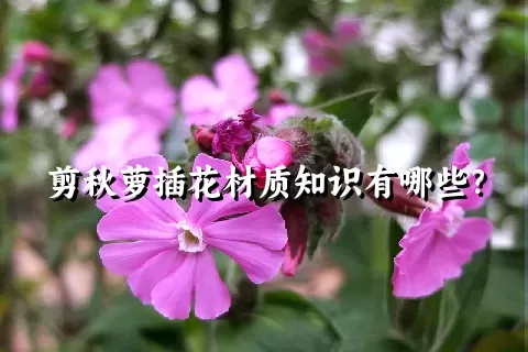 剪秋萝插花材质知识有哪些？