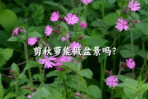 剪秋萝能做盆景吗？