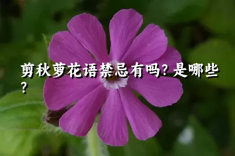 剪秋萝花语禁忌有吗？是哪些？