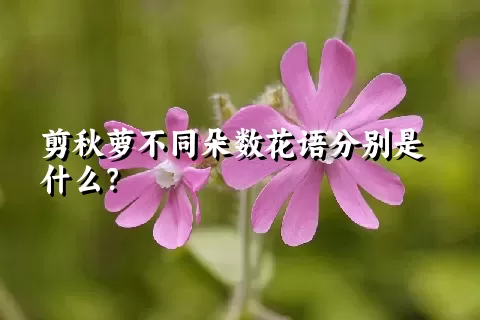 剪秋萝不同朵数花语分别是什么？